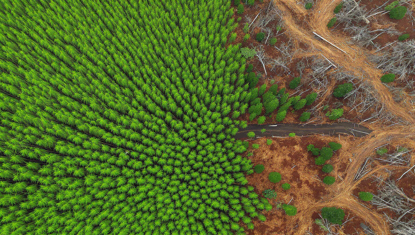 bambus konstrukcyjny foto blog